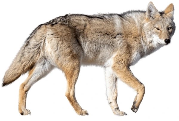 coyote image