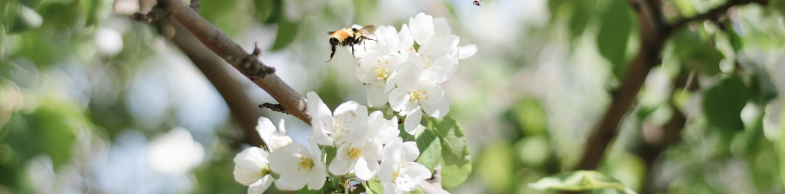 bee on flower