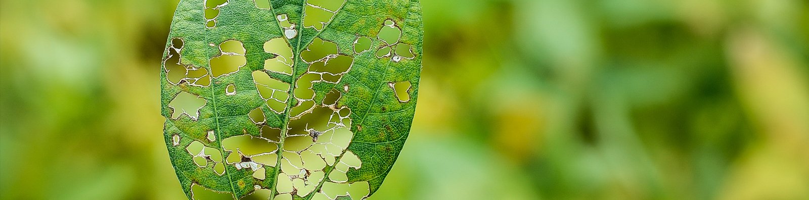 leaf chewed