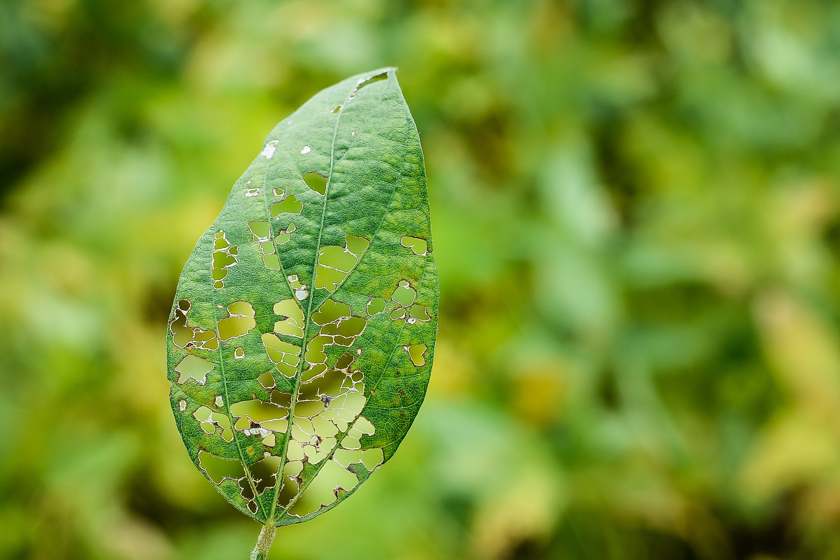 leaf eaten