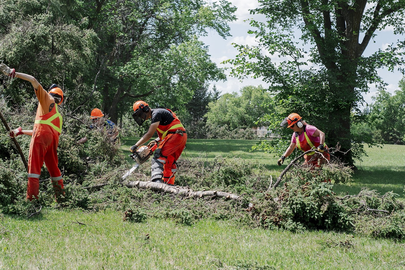 tree cutting