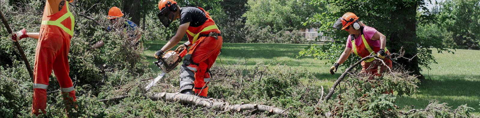 cutting trees