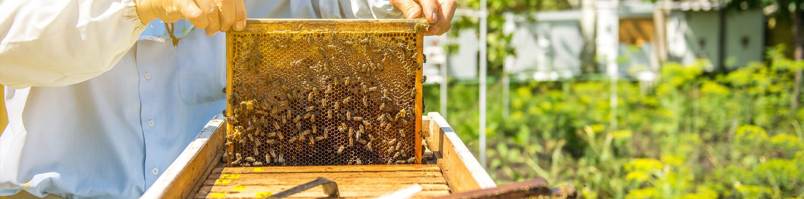 Urban Bee Keeper with bees