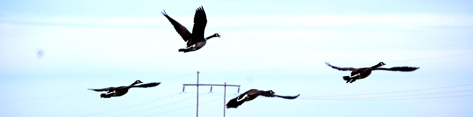 geese flying