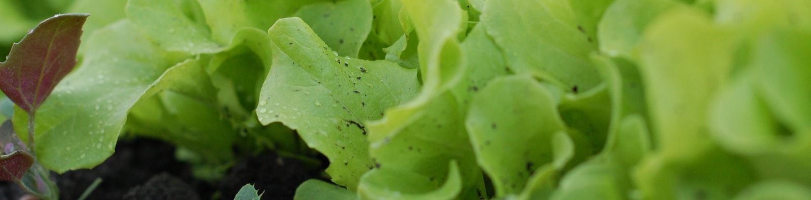 lettuce in compost