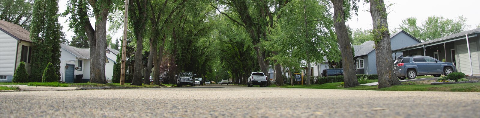 street with trees