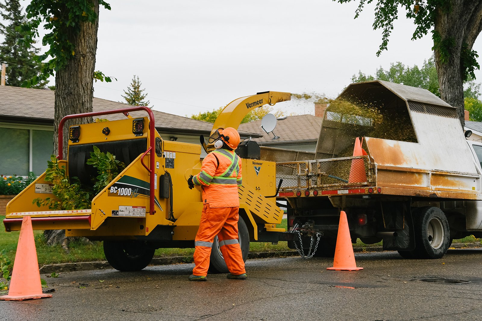 people trimming trees