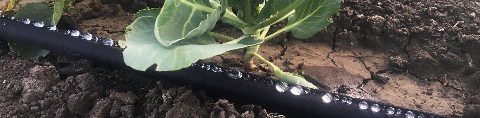 water droplets on hose in garden