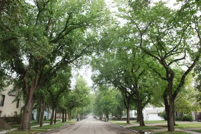 Report a Tree Concern