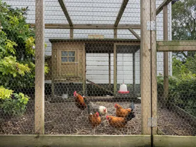 Hens in coop and run