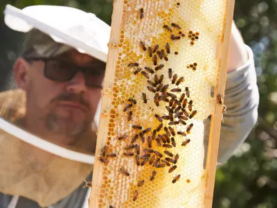 Bee keeper with bees